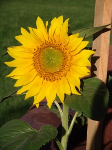 Sunflower